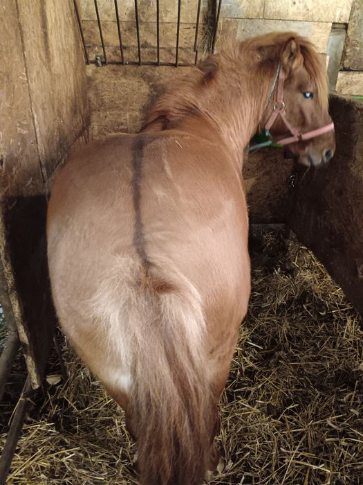 Sprzedam konika polskiego