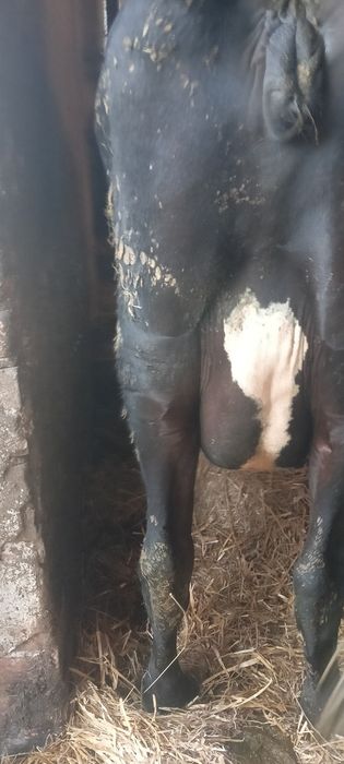 Sprzedam krowe i jałówkę, byczka, ciele