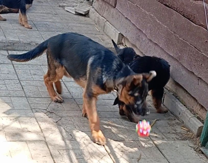 Роскошная сука из питомника ZOLOTOY PYT'.