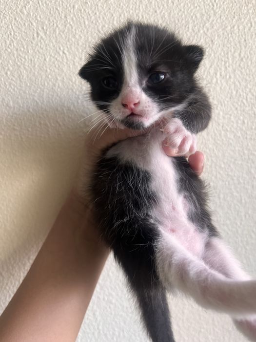 Gatinho para adoção
