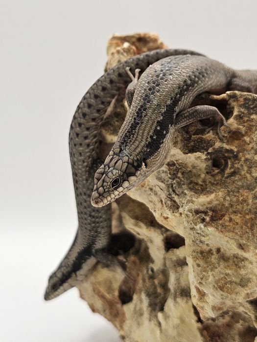 Egernia striolata - scynk smugowany, młoda parka cb25