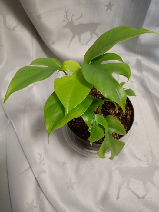 Монстер всі різні.