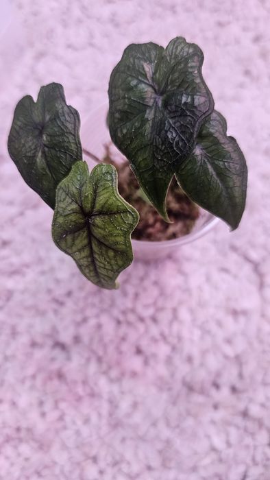 Алоказия детки  разные сорта