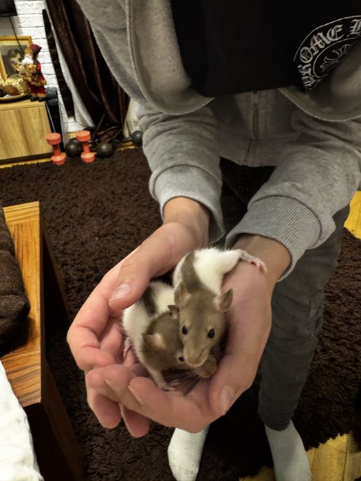 Пацюк, щур, криска