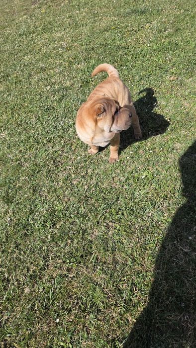 Sharpei macho puro