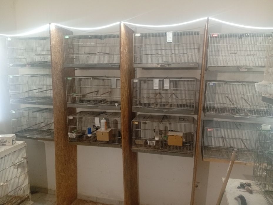 Vendo 12 gaiolas e 2 voadoras