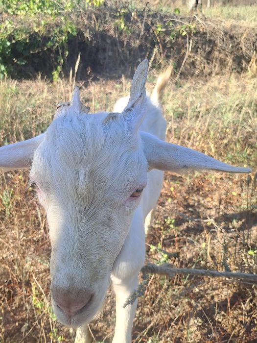 Cabrito Sannen puro com 7 meses