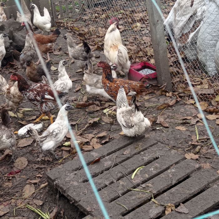 Молоденькі курочки