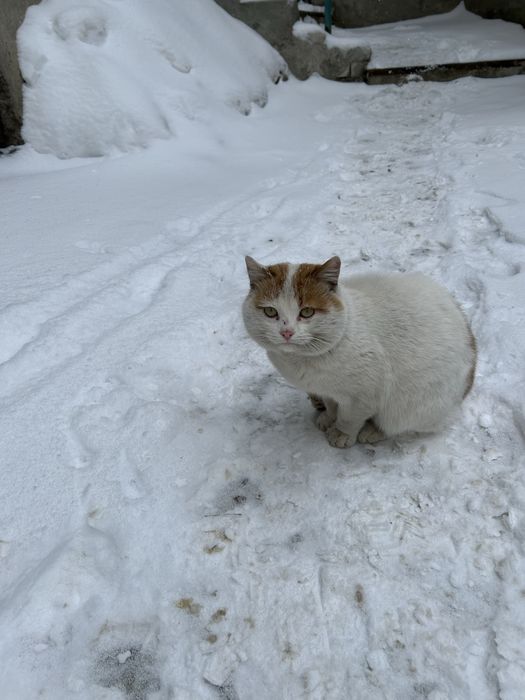 Котик Беляшик, бесплатно