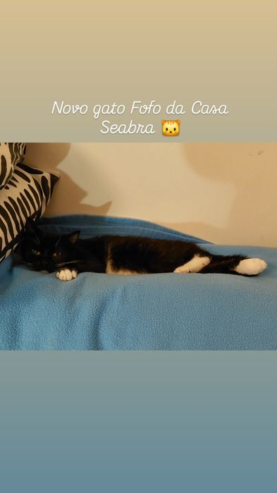 Gato bebé de 4 meses para adoção (Musgo)