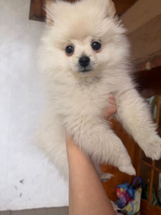 Продам красиву дівчинку міні шпіц