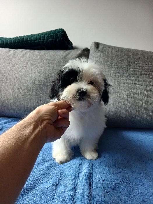 Szczeniak malshi aktualne