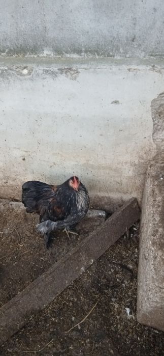 Piękne koguty tegoroczne (kochin miniaturowy, silka, czubatka, nioska)