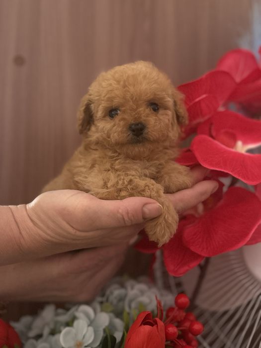 Гарнюня мальтупушка