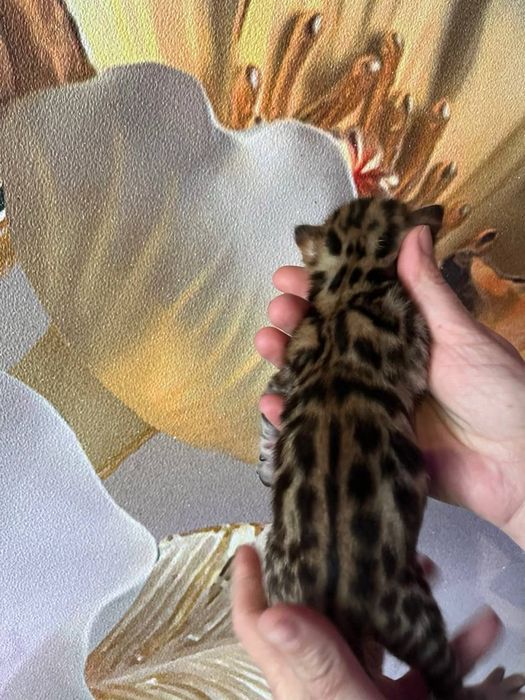 Бенгальские котята с документами