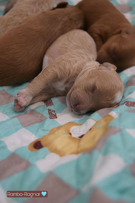 Maltipoo F1B szczeniaki po małych rodzicach