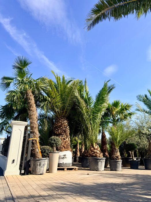 Przepiękna palma królewska daktylowiec kanaryjski Phoenix canariensis sam pień 60cm cała roślina około 500cm