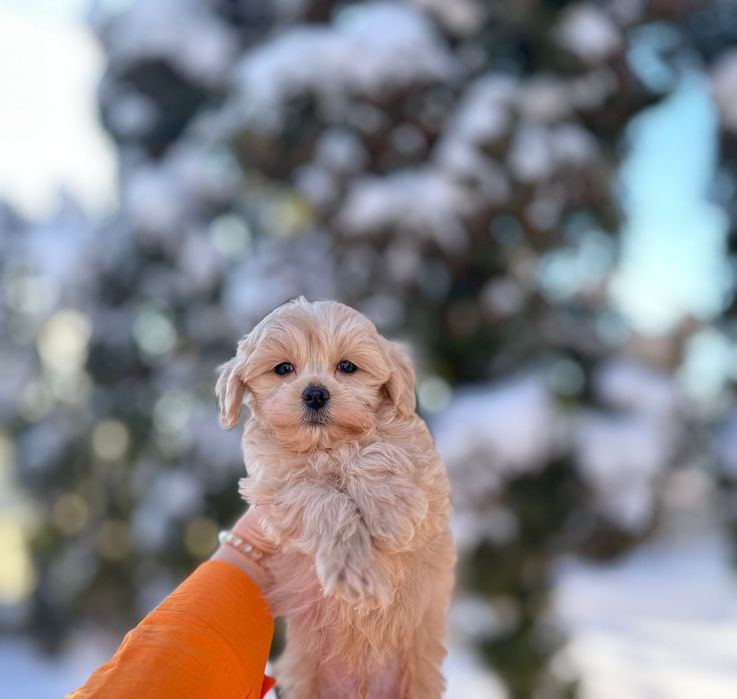 Мальтіпу міні . Хлопчики та дівчатка. Мальтипу') / чекаєм вас