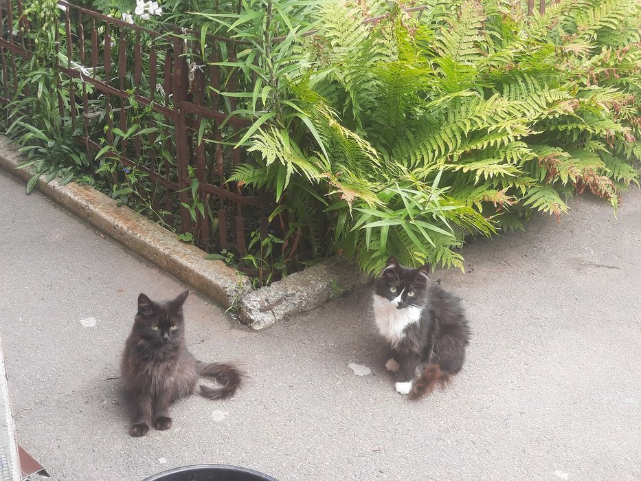 Котики шукають родину
