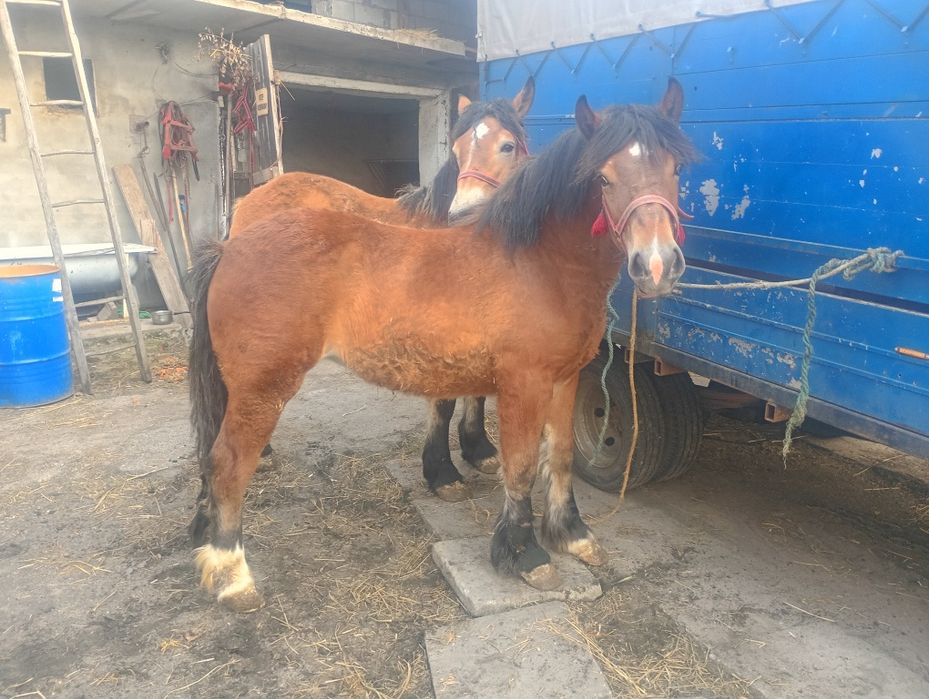 Źrebice zimnokrwiste