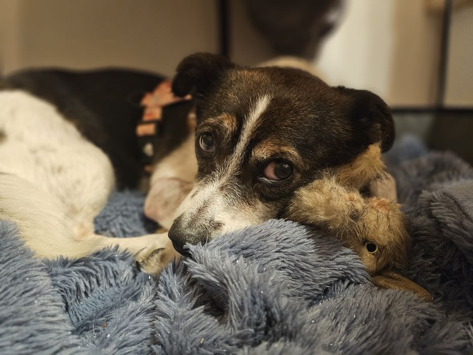 Niewielka Tinka szuka domu