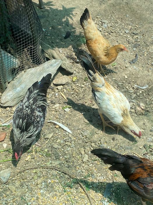 Garnizos fénix adultos e jovens