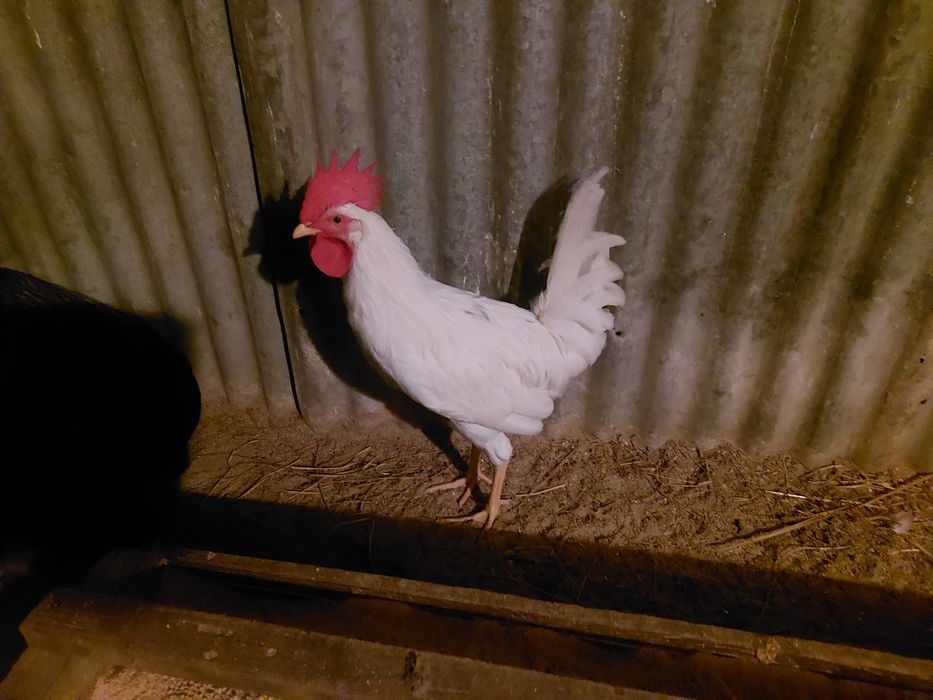 Galos cruzados Leghorn puro