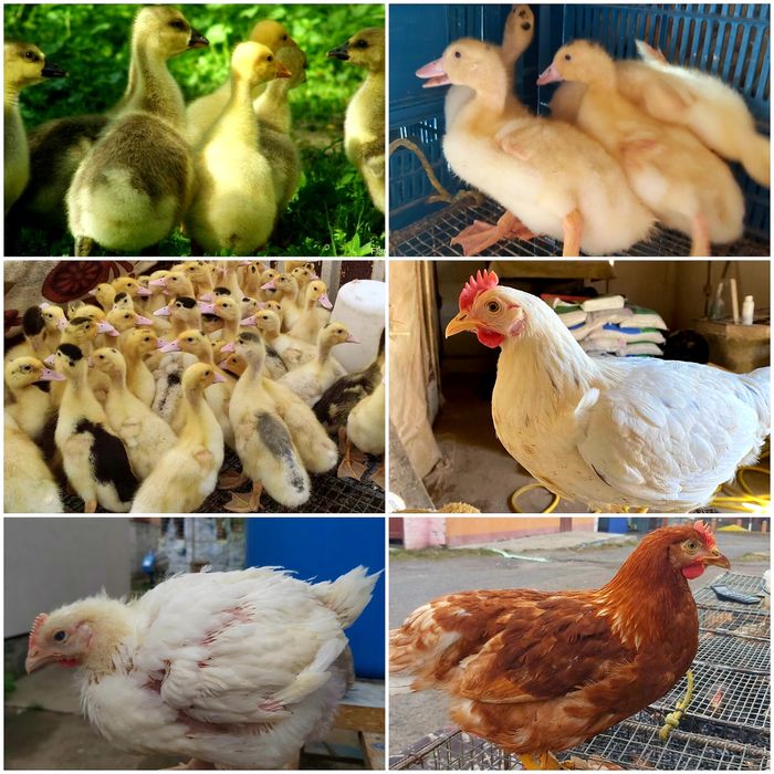 Кури молоді Доман Сенді