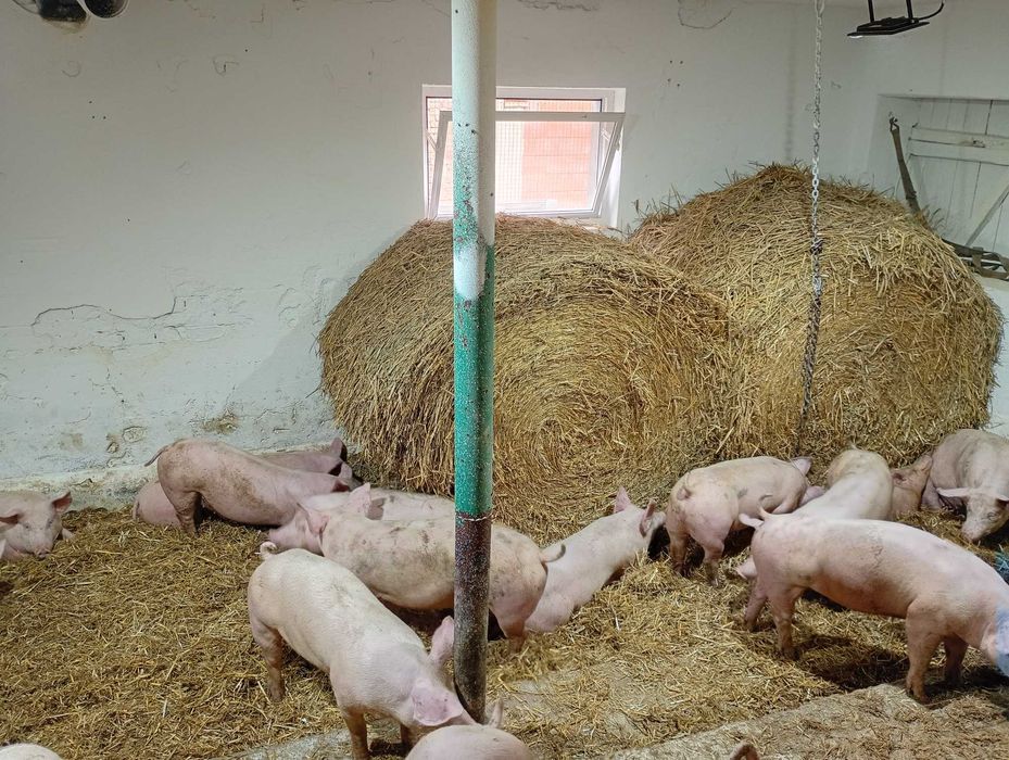 PÓŁTUSZE WIEPRZOWE, świnia,świeże, naturalne od rolnika własna hodowla