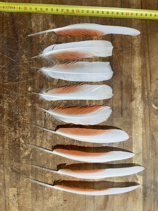 Piora papugi kkadu ognistoczubej