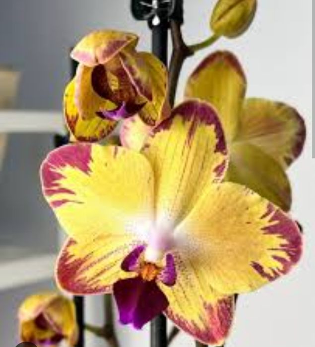 Продам орхидею попугай