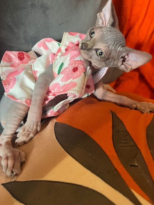 Sphynx  femea maravilhosa