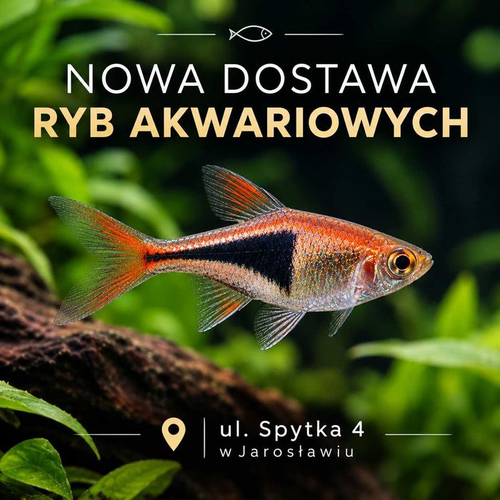 Nowa dostawa ryb akwariowych ul. Spytka 4 w Jarosławiu