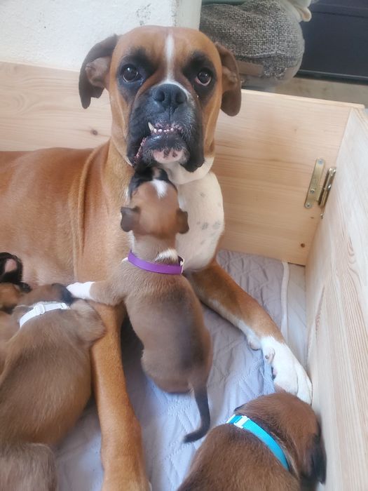 Ninho/ caixa parideira (boxer)