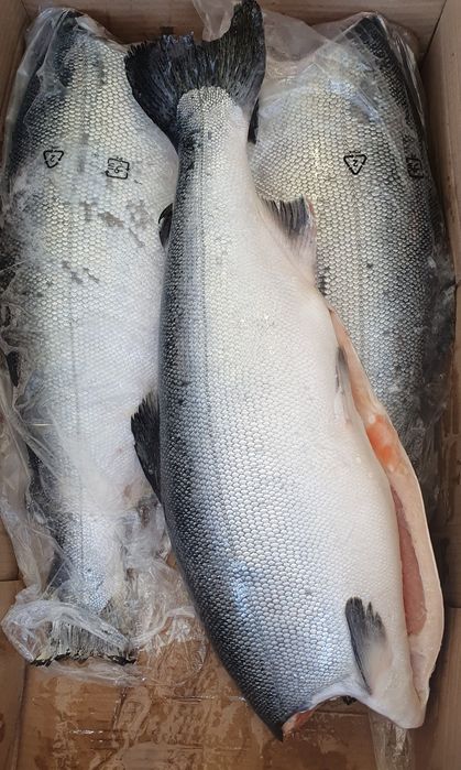 Кижуч.Форель.Лосось.Морепродукты. Рыба.