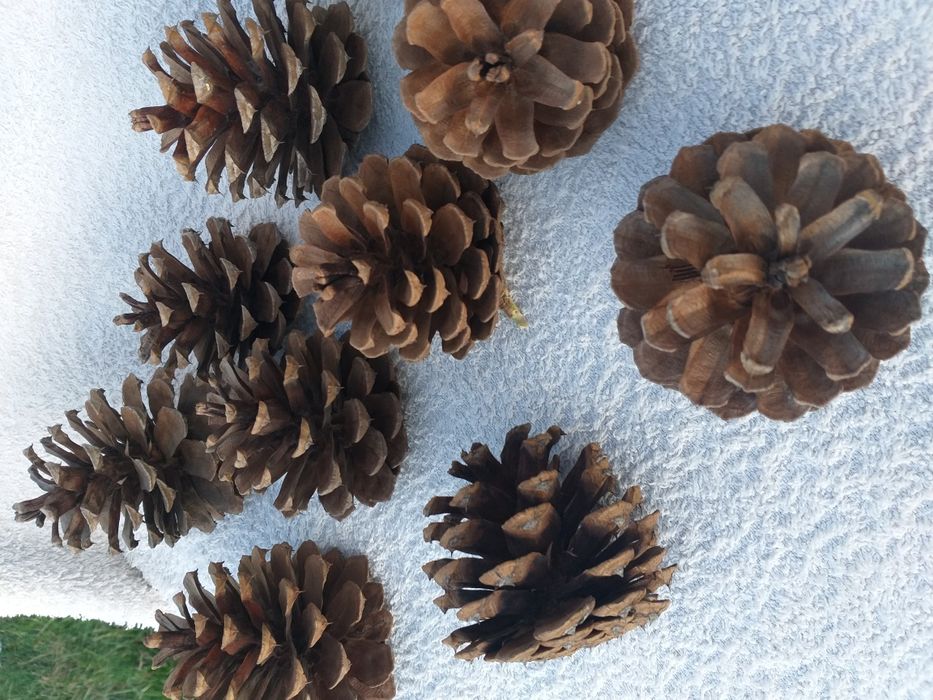 Szyszki do strojików i lasów w słojach