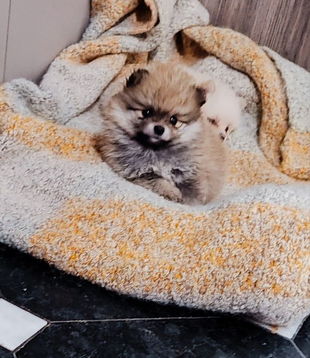 Шпіци! Померанські! Кукляшні