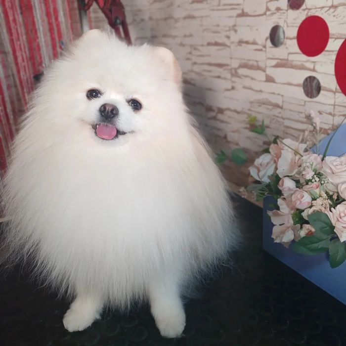 Грумінг домашніх тварин. Харків