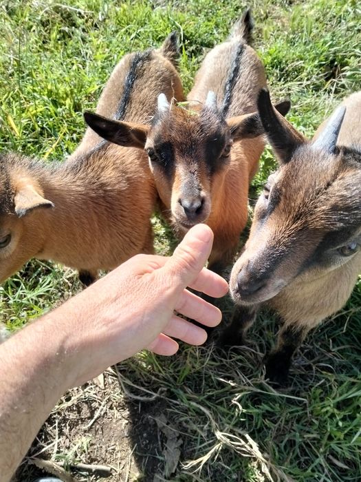 Vendo cabras anãs