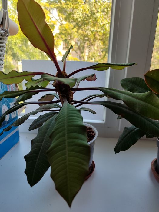 Продам растение Молочай.