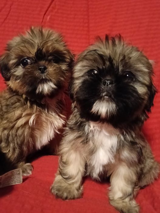 Piesek    Shih TZU