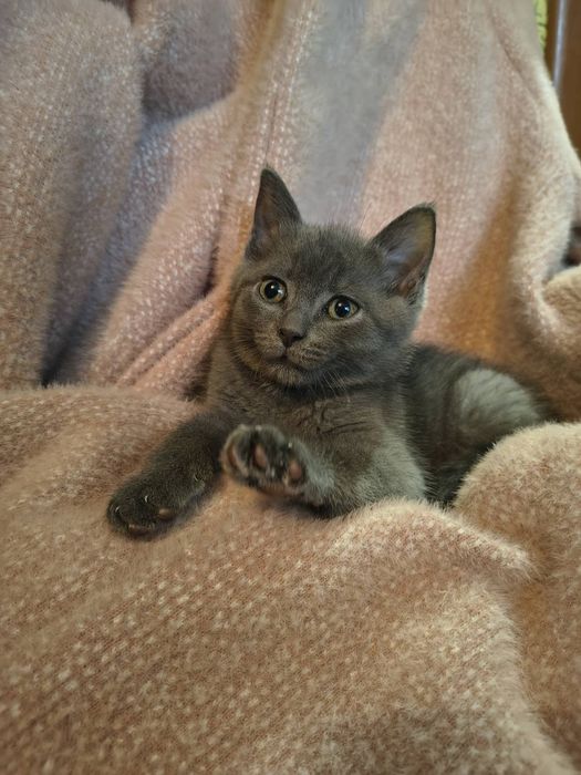 Котик красунчик в добрі руки