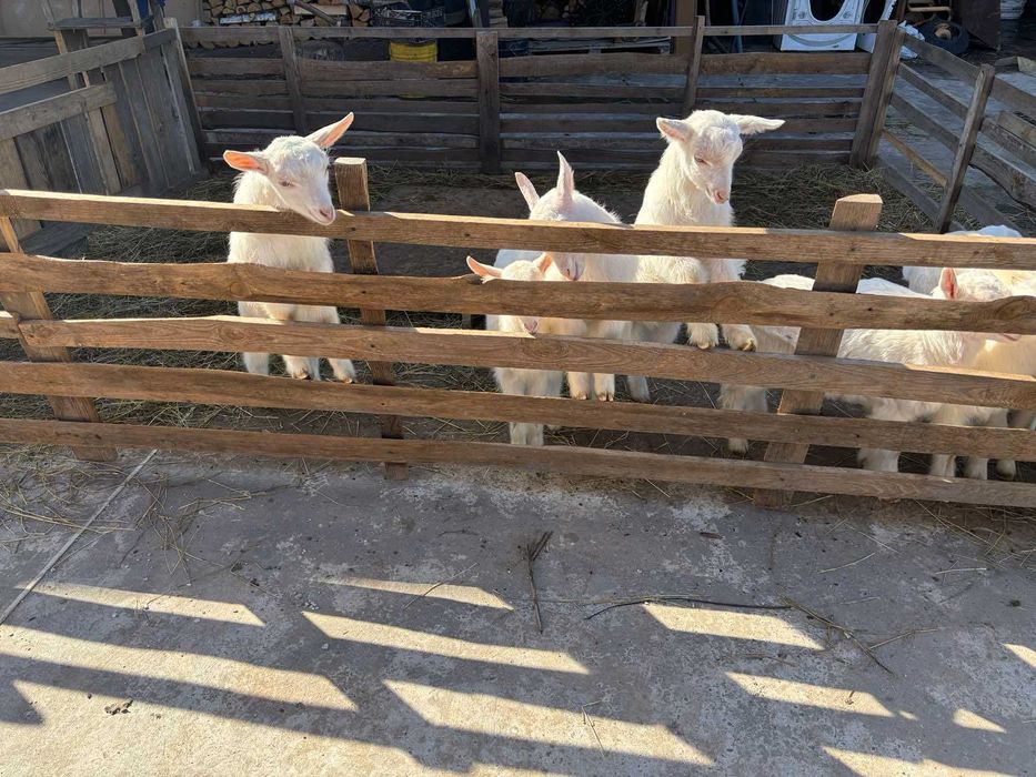 Козлики та кізоньки ламанча/зааненські