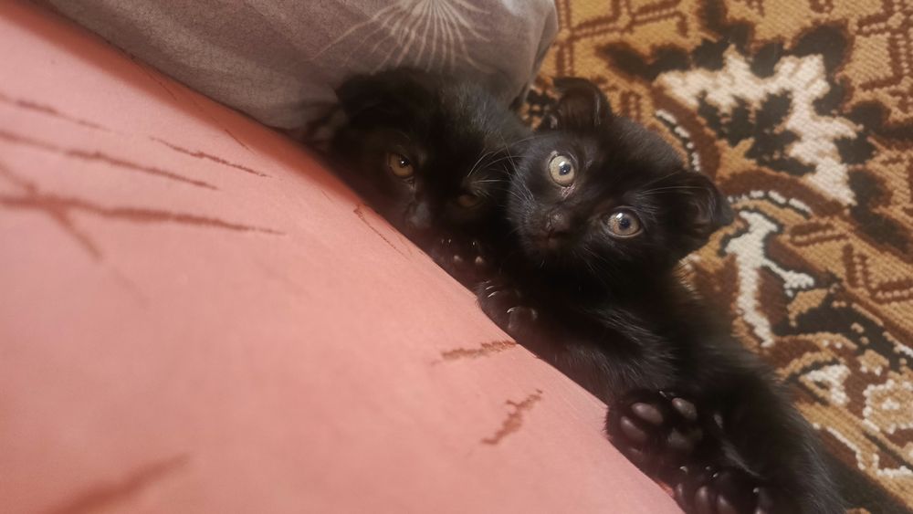 Шотландскі весловухі котики Скотиш фолд