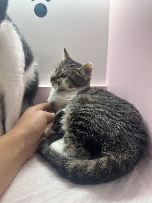 Котенок бело-серый таби 4,5 мес