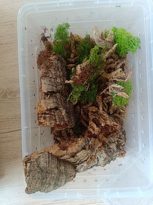 małe terrarium dla ptasznika