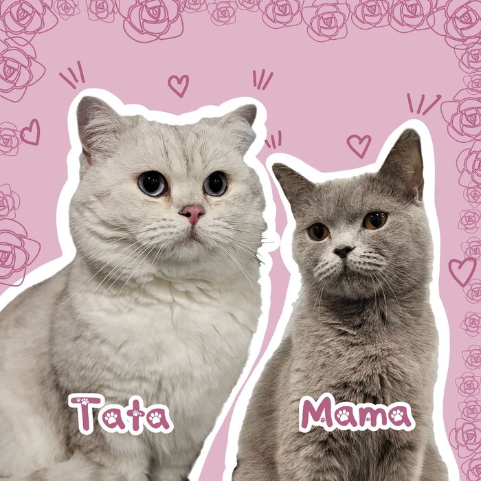 "DIVA" śliczna kotka brytyjska krótkowłosy