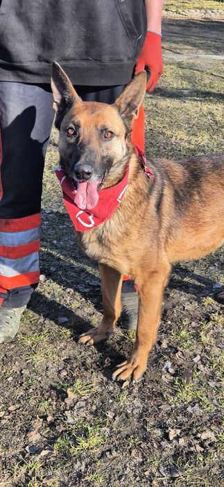 Piesek okolo 5 lat