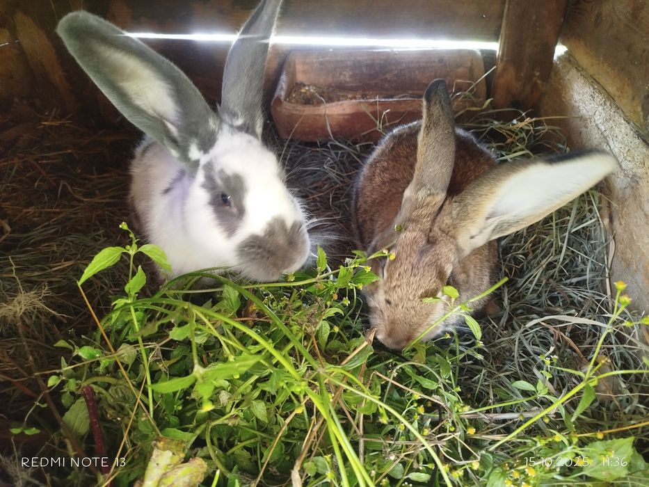 Sprzedam Króliki