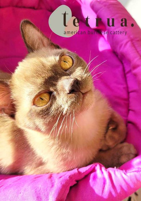 Классный парень американской бурмы Ролекс!